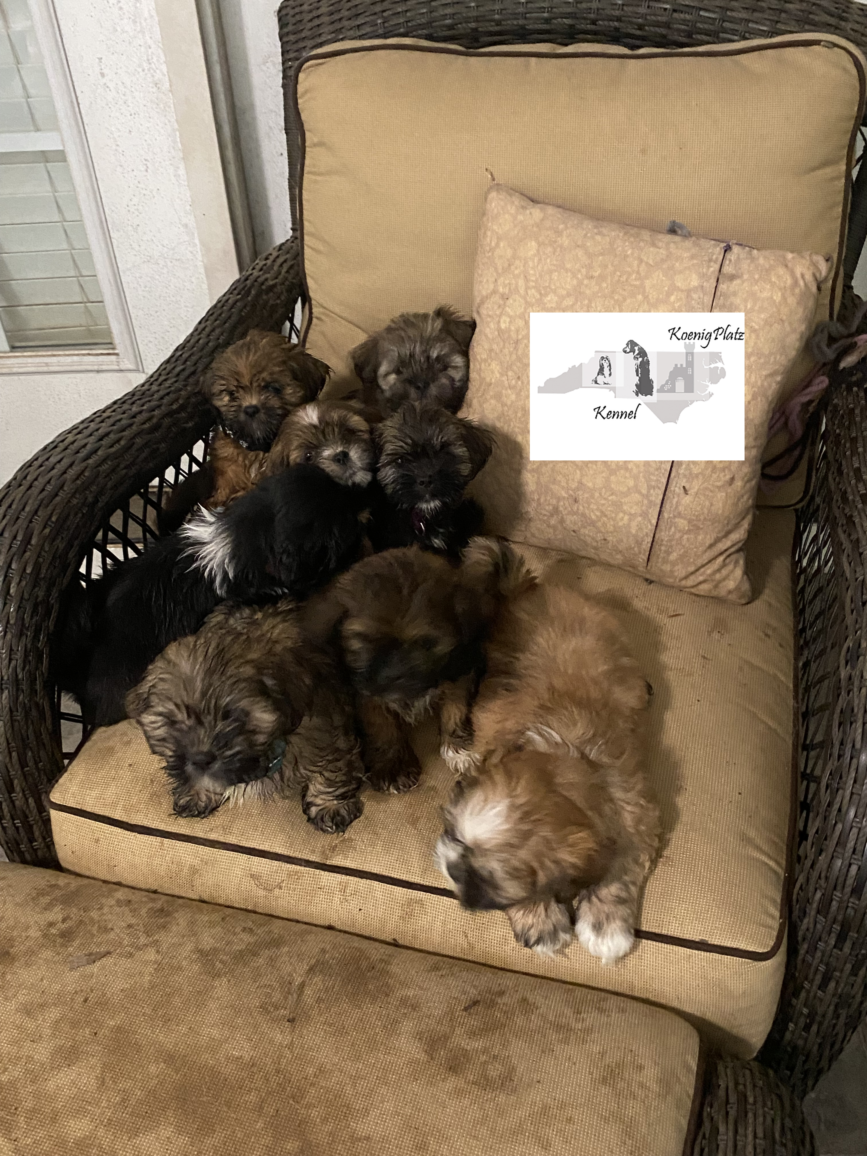Lhasa Puppies